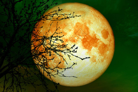 夜空上接近地球的满月血太阳光背着干枝树由美国航天局提图片