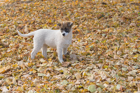 可爱的孤单流浪小狗在秋天图片