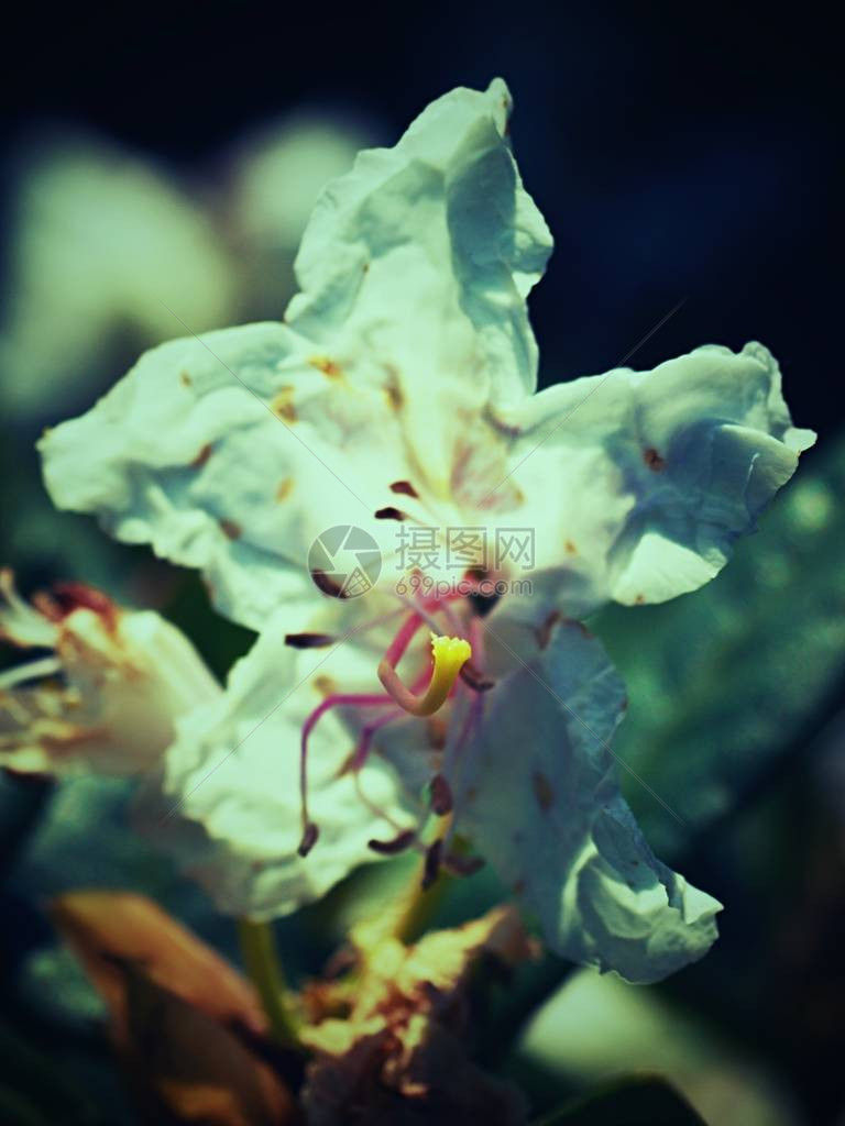 白色杜鹃花开细节杜鹃花开得很漂亮背景绿叶的雪白花蕾娇嫩花图片