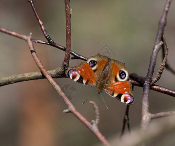 蝴蝶完全变形的昆虫的分离图片