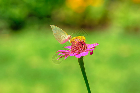 辛尼娅埃洛根斯的花粉上的蝴蝶背景图片