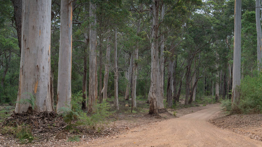 穿越西澳大利亚州法兰克山公园森林的石块路口图片