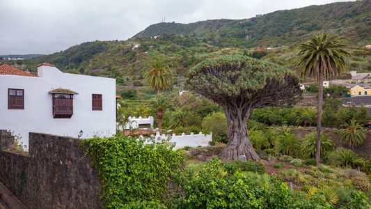 特内里费岛著名的龙树图片