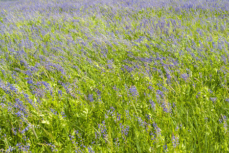 背景中午草甸杂色草与开花的紫花苜蓿图片