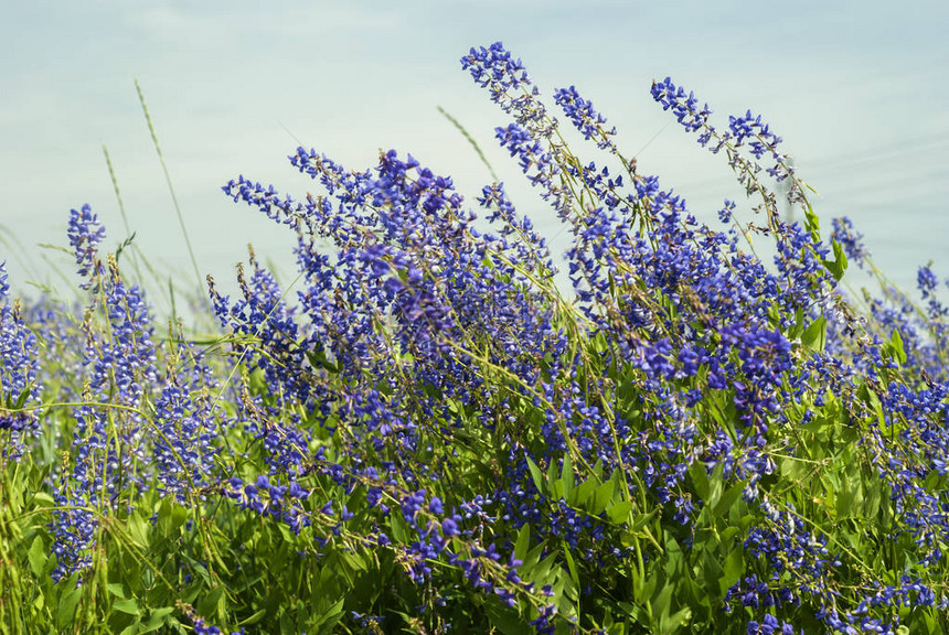 蓝天下上盛开的蓝色紫花苜蓿图片