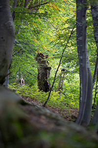 森林里一棵腐烂树的干垃圾看起图片