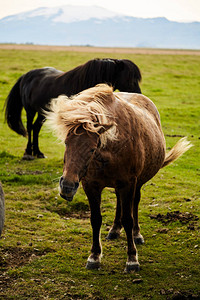疯狂的冰岛马两匹冰岛马棕色和黑色的冰岛图片