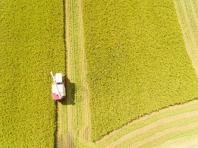 联合收割机与稻田的鸟瞰图图片