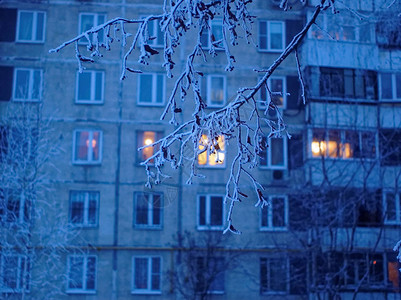 冰雪覆盖的树枝莫斯科图片