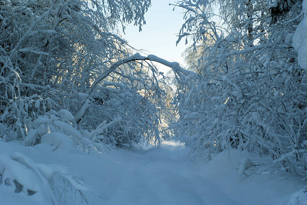 穿过冬季森林的道路图片