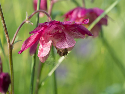 美丽的深粉色阿基丽雅花朵在春天背景图片