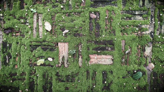 老砖纹理与绿色青苔的背景图片