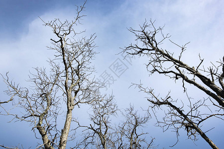 为环境背景从底部到顶部拍摄的死树纹图片