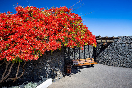 西班牙加那利群岛兰萨罗特市一座华丽和平的花园春街景图片
