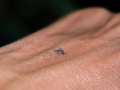 蚊子在皮肤上吸血图片