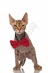 长着红领带的狂笑暴躁的梅蒂斯小猫站图片