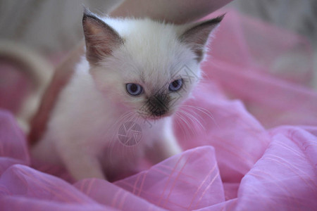 可爱的毛茸的蓝眼睛猫图片