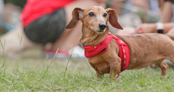 户外公园的Dach图片