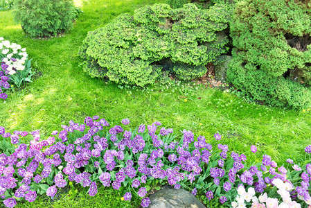 有紫花和粉红花的朵图片