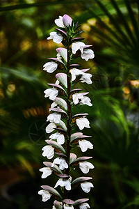 白色的小花特写背景植物叶子图片