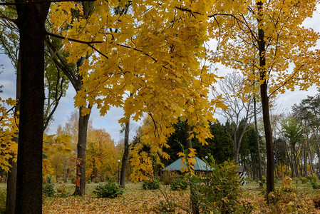 枫树在强大的冷杉树的背景下金秋一年图片