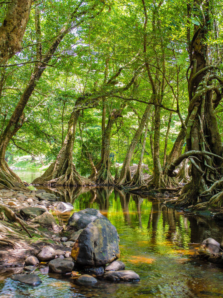 热带森林中的淡水河流图片