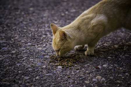 流浪猫吃东西被遗弃动物的细节图片