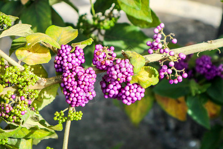 Callicarpa或美莓是Lamiaceae家族的图片