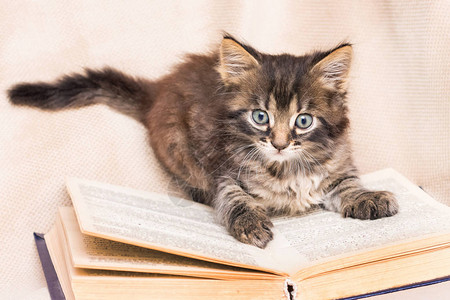 一只小毛猫坐在一本公开的书上阅读这本书有趣的图片