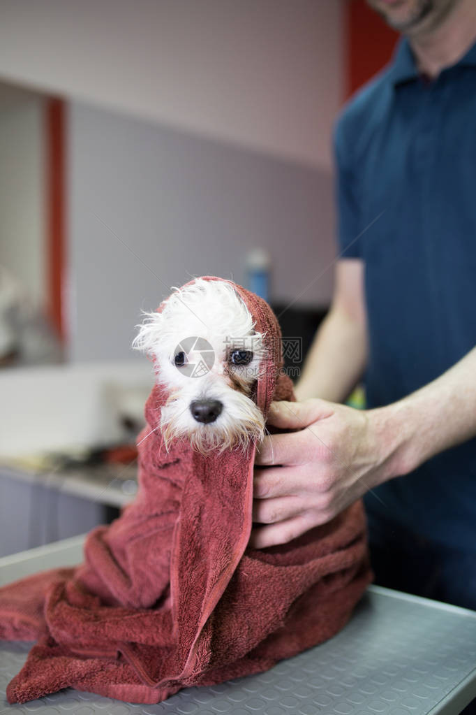 马耳他狗在美容沙龙洗澡图片