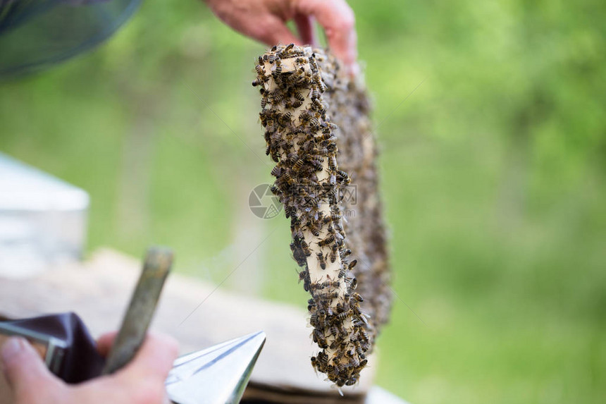 近距离拍到男人手握着蜜蜂蜡的架子图片