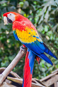 macaw阿拉马卡奥图片