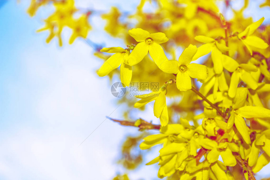 黄花连翘开花灌木春天的风景图片