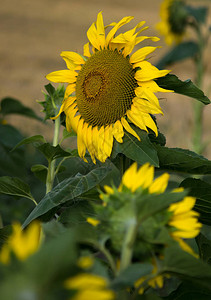 田地的向日葵黄色花朵Helianthusa图片