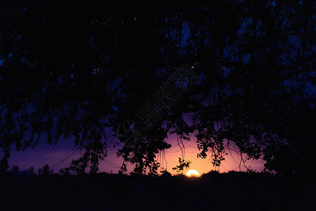 在树剪影旁边的日落背景图片
