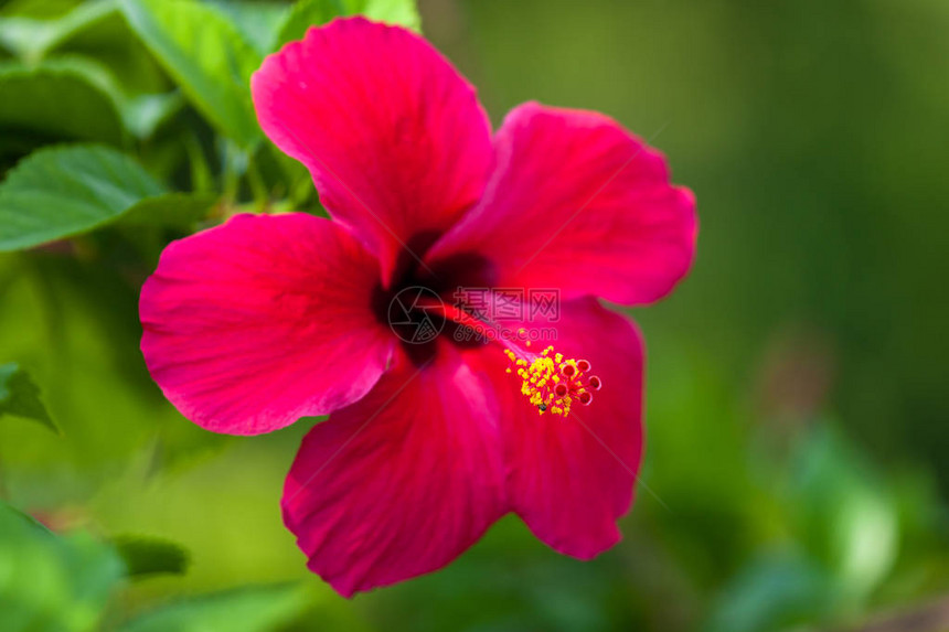 一朵美丽的红芙蓉花的特写图片