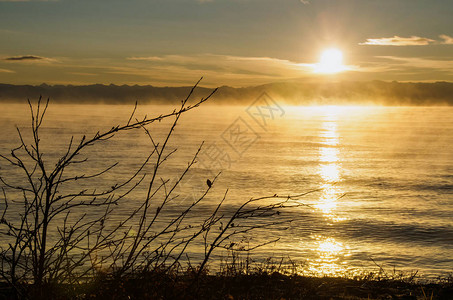 湖边的清晨雾与灌木丛日出射图片