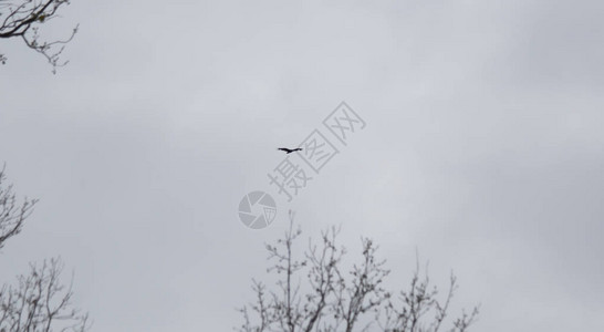 一只鸟在灰色的天空中飞翔的剪影图片