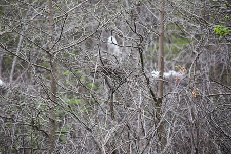 关闭在树上筑巢的大白鹭Ardeaalba图片