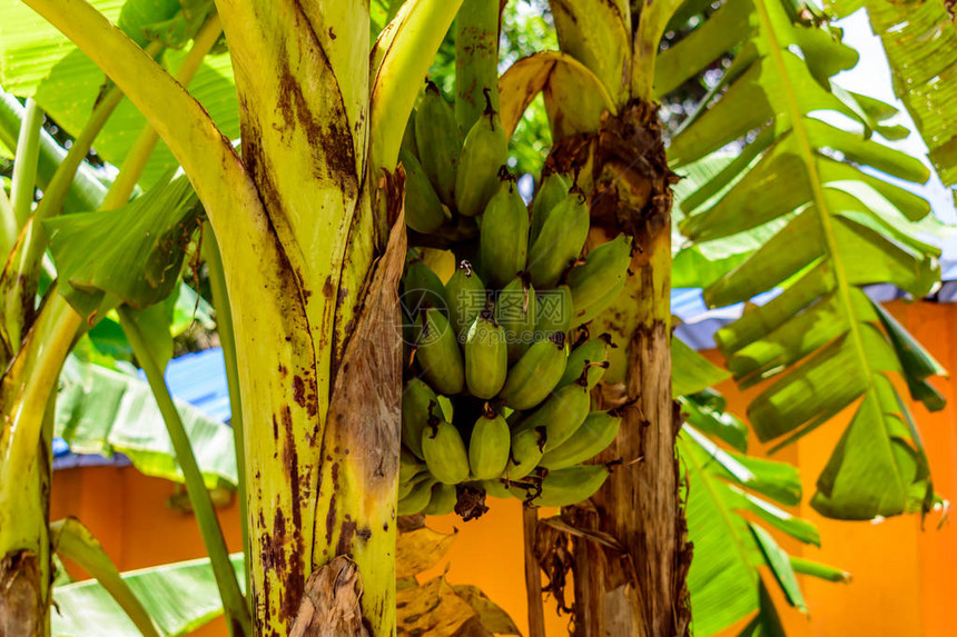 花园树上的香蕉香蕉和车前草植物不是木质的图片