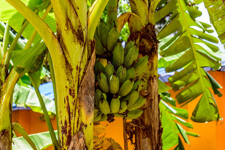 花园树上的香蕉香蕉和车前草植物不是木质的背景图片