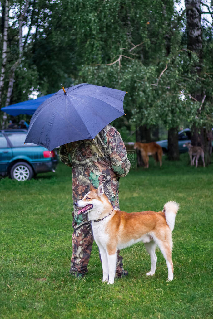 西伯利亚莱卡在雨天散步时靠近公图片