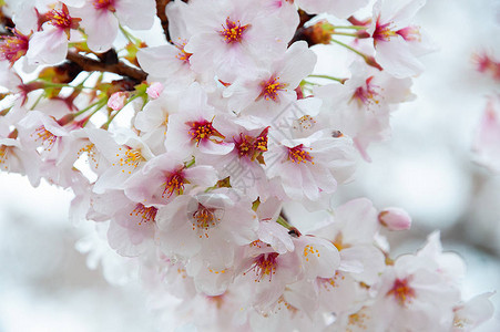 樱花是一种美丽的日本樱花图片