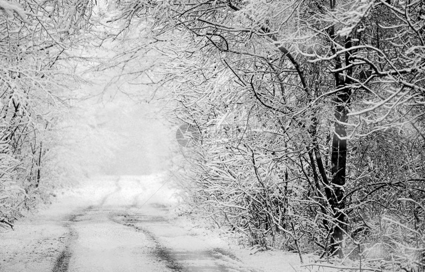 白雪皑的冰冻冬季道路雪地上的轮胎痕迹雨夹雪后的森林单色冬季森林景观冬天在乡间小路上开车文图片