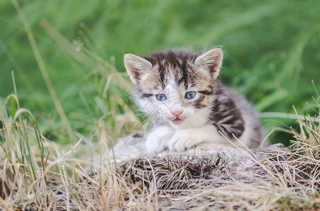 可爱的条纹小猫走在绿色的草地上小猫坐在花丛中毛茸的小猫在图片