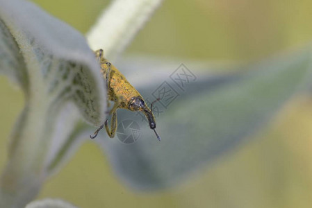 Weevil臭虫Lixussp图片