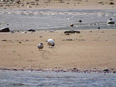 在阿伯丁海滩的海鸥图片