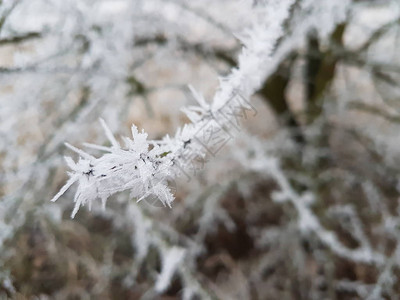 冰冻树木的自然美景图片