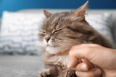 在家抚摸毛茸的猫女人图片