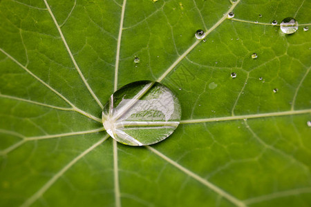 绿叶与水滴为背景雨滴宏图片